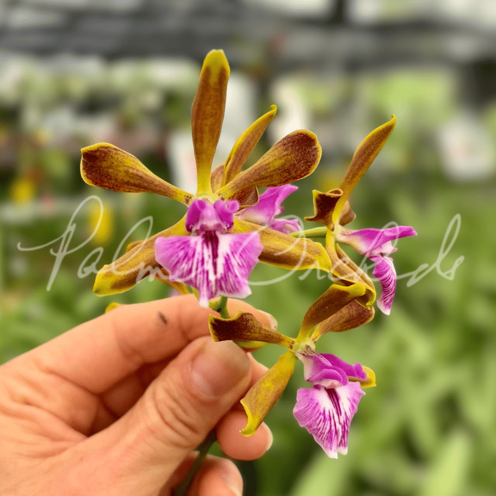 Yam. Redland Sunset — Palmer Orchids